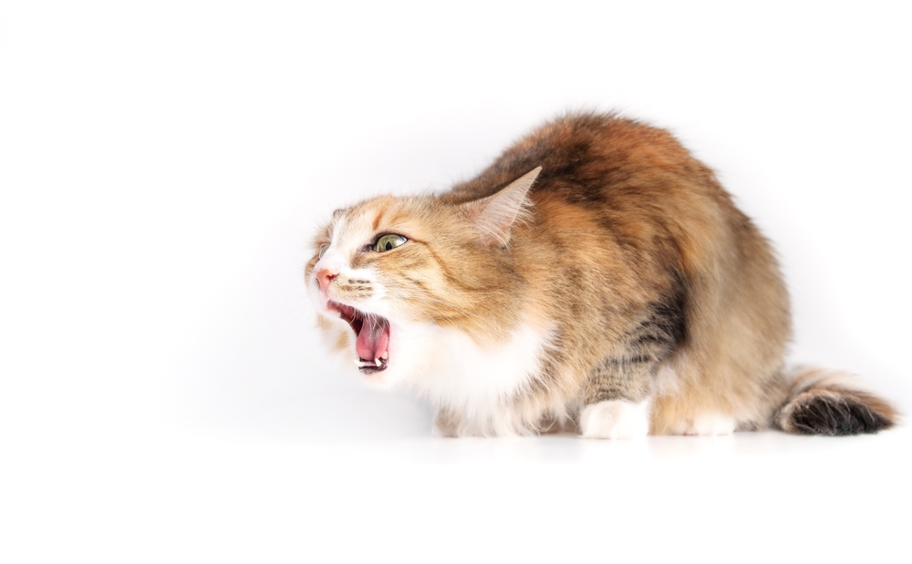 แมวสำลักหรือสำลักจากการมีวัตถุติดหลังปาก ในการเคลื่อนไหว ลูกแมวขนฟูพร้อมอ้าปากกว้างและไออย่างทุกข์ทรมาน อันตรายจากวัตถุขนาดเล็กและการปฐมพยาบาล โฟกัสเฉพาะจุด