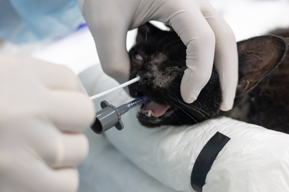สัตวแพทย์ใช้สำลีพันก้านเช็ดจากจมูกแมวภายใต้การดมยาสลบ ไม้กวาดจะถูกนำมาจากเยื่อบุจมูกของแมวในการผ่าตัดก่อนการส่องกล้องจมูก ล้างเพื่อการวิเคราะห์ แมวจาม