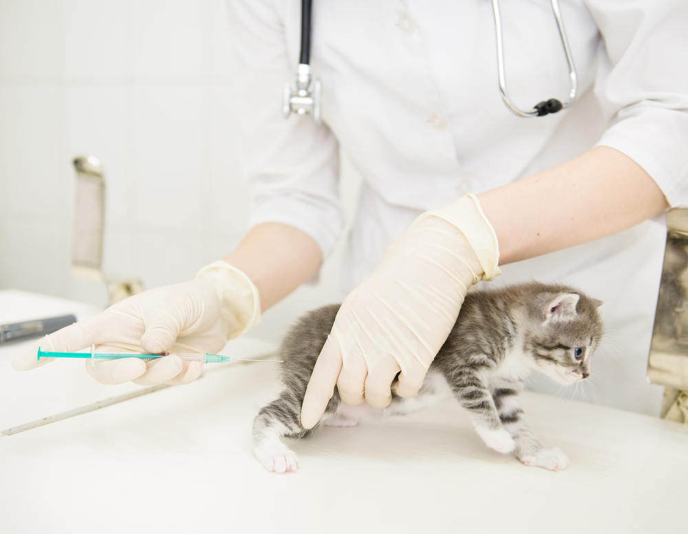 สัตวแพทย์ฉีด ฉีดวัคซีนแมว ไข้หัดแมว