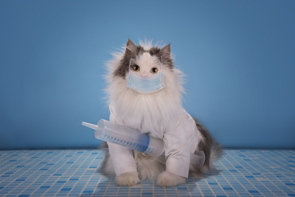 หมอแมวใส่สูท เล่าวิธีรับมือโรคระบาดไข้หวัดใหญ่ วัคซีนแมว