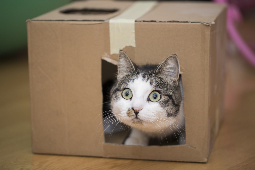 เล่นกับแมว กับกล่องกระดาษ