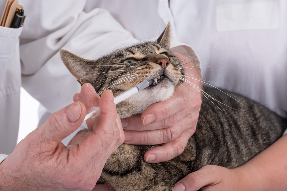 สัตวแพทย์ให้ยากับแมว วัคซีนแมว