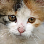 โรคหวัดจากเชื้อคาลิซิไวรัสในแมว (Feline Calicivirus – FCV) การดูแลและฉีดวัคซีนป้องกัน