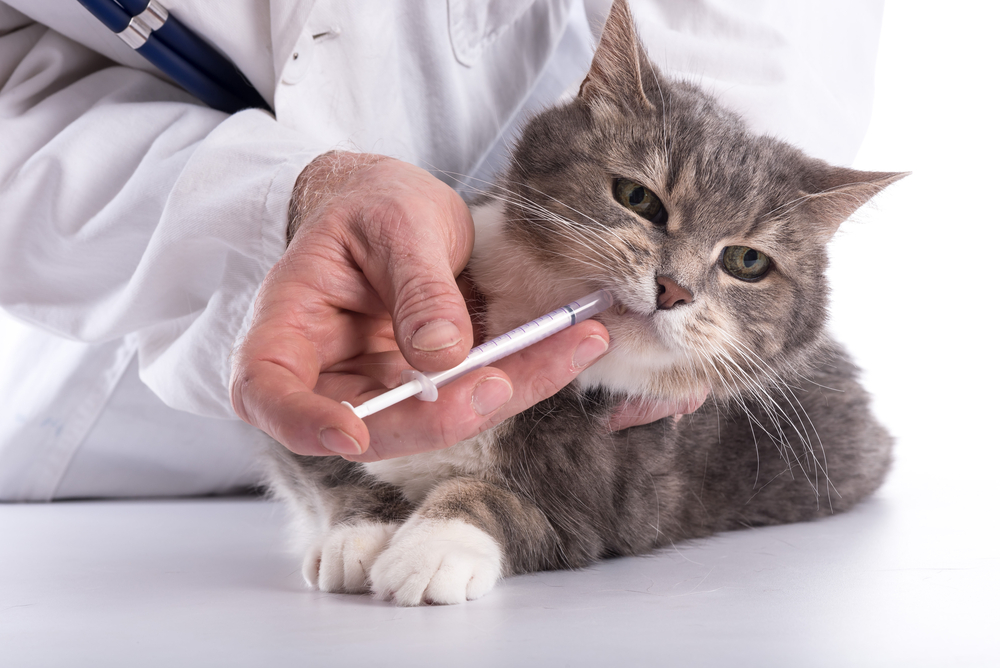 สัตวแพทย์ให้ยากับแมว วัคซีนแมว