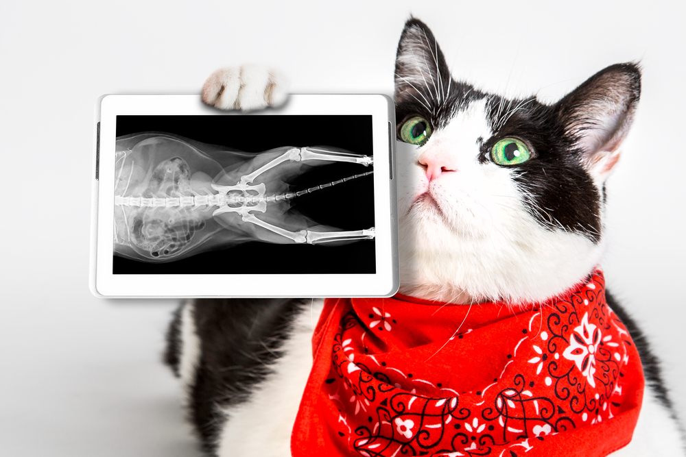 รูปแมวขาวดำตาสีเขียว สวมผ้าพันคอสีแดง กำลังแสดงแผ่นเอ็กซ์เรย์ในแท็บเล็ต พื้นหลังสตูดิโอสีขาว แนวคิดการทดสอบการวินิจฉัยโรคกระดูกของสัตวแพทย์