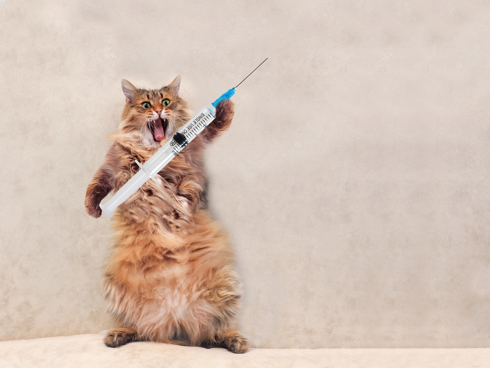 แมวขนดกตัวใหญ่ยืนตลกมาก แนวคิดเรื่องการแพทย์ 2. วัคซีนรวมแมว