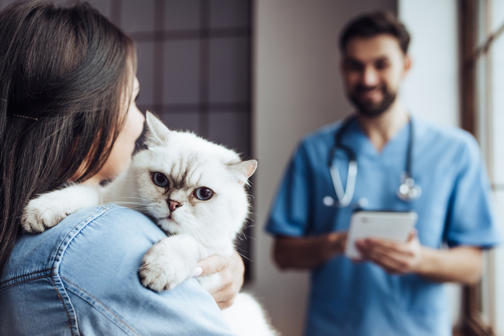 แพทย์สัตวแพทย์สุดหล่อที่คลินิกสัตวแพทย์กำลังตรวจแมวน่ารักขณะที่เจ้าของยืนอยู่ใกล้ๆ และอุ้มสัตว์เลี้ยงไว้ในมือ