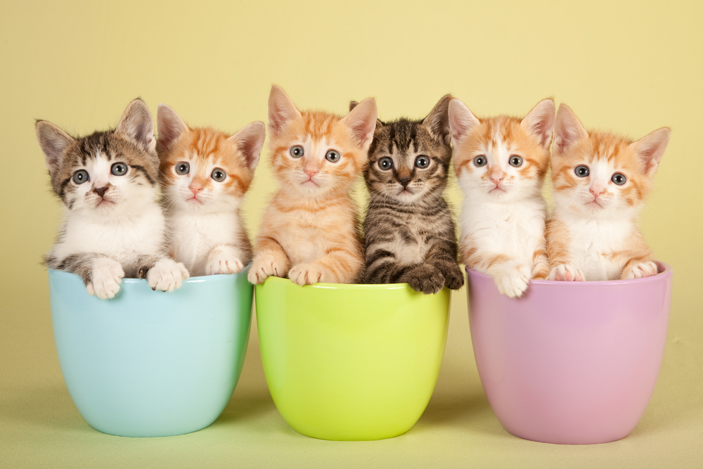 ลูกแมวน่ารักหกตัวนั่งอยู่ในภาชนะสีพาสเทล เลี้ยงลูกแมว
