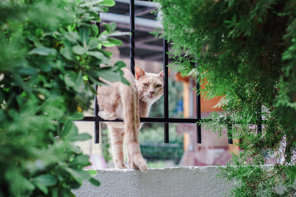 แมวเดินอยู่บนรั้ว แมวหนีออกจากรั้ว แมวหายออกจากบ้าน