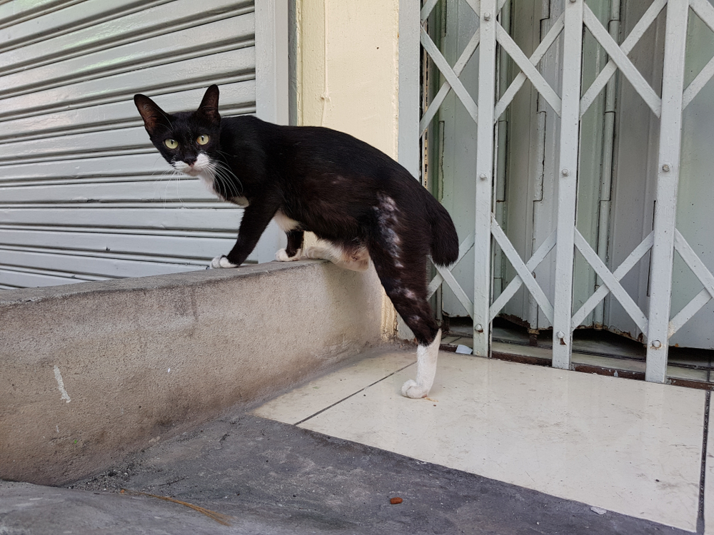 มุมต่ำของแมวจรจัดสีดำมองกล้องที่เตรียมจะหนีหรือวิ่งไปหน้าประตูที่ปิดอยู่ แมวจรจัดมีบาดแผลที่ขา สัตว์ แมว หนี วิ่ง แนวคิดด้านสุขภาพ แมวหายออกจากบ้าน