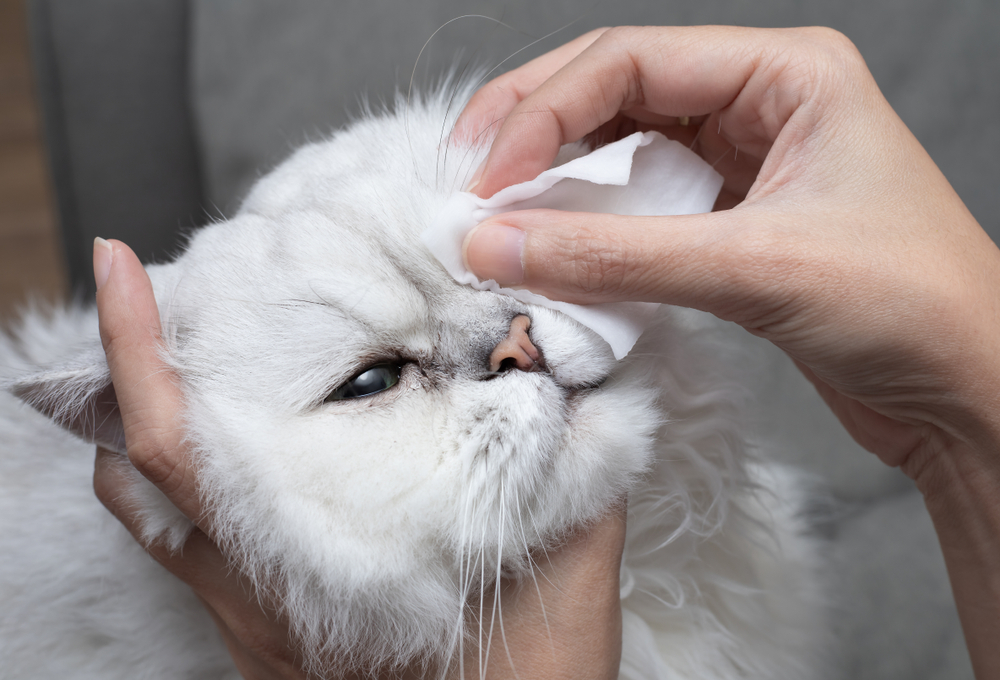 ทำความสะอาดตาแมวเปอร์เซียชินชิลล่าด้วยสำลีแผ่น ดวงตาของแมวมีสุขภาพดี ป้องกันปัญหาดวงตา แมวตาอักเสบ