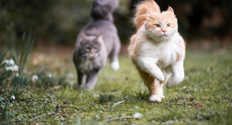 แมวเมนคูนน่ารักสองตัววิ่งเล่นบนสนามหญ้ากลางแจ้งท่ามกลางธรรมชาติ