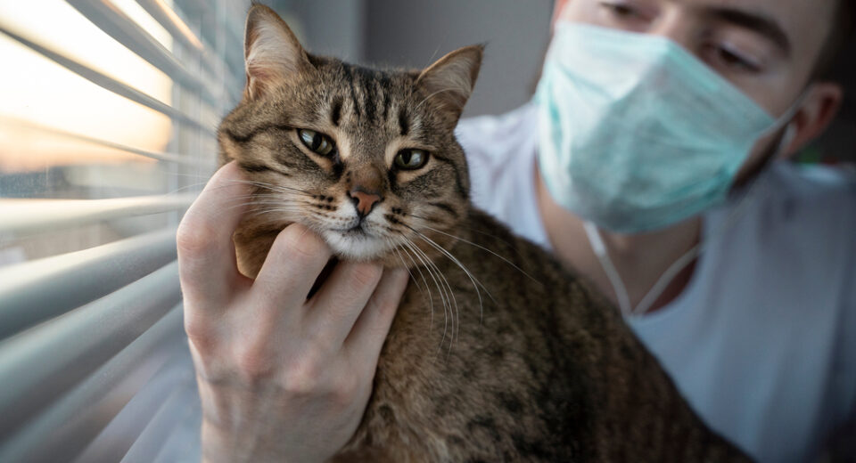 สัตวแพทย์ชายสวมหน้ากากอนามัยอุ้มแมวลายสีน้ำตาล