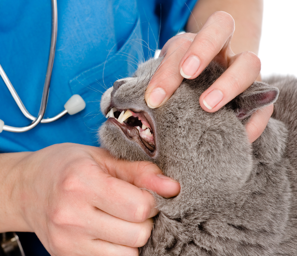 สัตวแพทย์ตรวจฟันให้แมว แผลในปากแมว