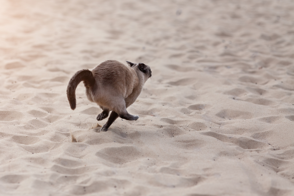 ข้างหลังเห็นแมวไทยตัวน้อยกระโดดเร็ววิ่งหนีบนทราย แมวหายออกจากบ้าน