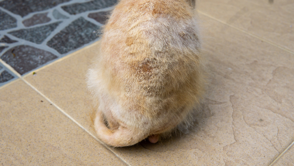 ภาพระยะใกล้ของกลากเกลื้อนการติดเชื้อราที่ผิวหนังที่ด้านหลังของตัวแมวสีส้มจรจัด โรคผิวหนังจากเชื้อรา โฟกัสเฉพาะจุด เชื้อราแมว