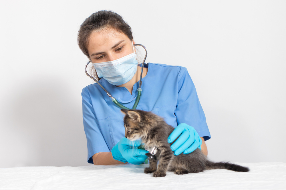 โคโรนาไวรัสและปอดบวมในแมว สัตวแพทย์จะตรวจหัวใจและปอดของลูกแมวด้วยเครื่องตรวจฟังเสียงของลูกแมว แมวปอดอักเสบ