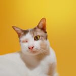 โรคมะเร็งต่อมน้ำเหลืองในแมว (Lymphadenopathy) สาเหตุ อาการ และการรักษา