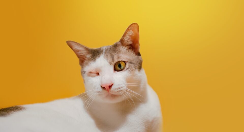 อาการบาดเจ็บที่ตา แมวขาวตัวใหญ่กำลังปิดตาข้างหนึ่ง ก้อนรอบดวงตา ปัญหาในแมว