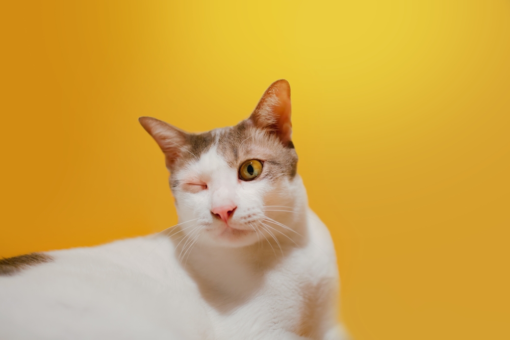 อาการบาดเจ็บที่ตา แมวขาวตัวใหญ่กำลังปิดตาข้างหนึ่ง ก้อนรอบดวงตา ปัญหาในแมว