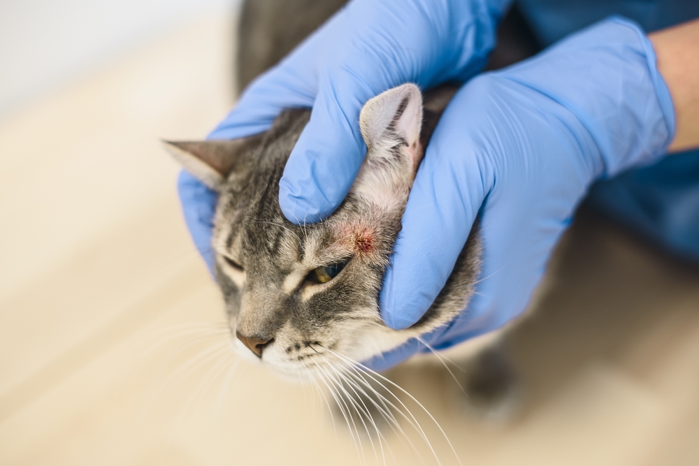 แพทย์สัตวแพทย์กำลังตรวจโรคผิวหนังของแมวสีเทา เชื้อราแมว