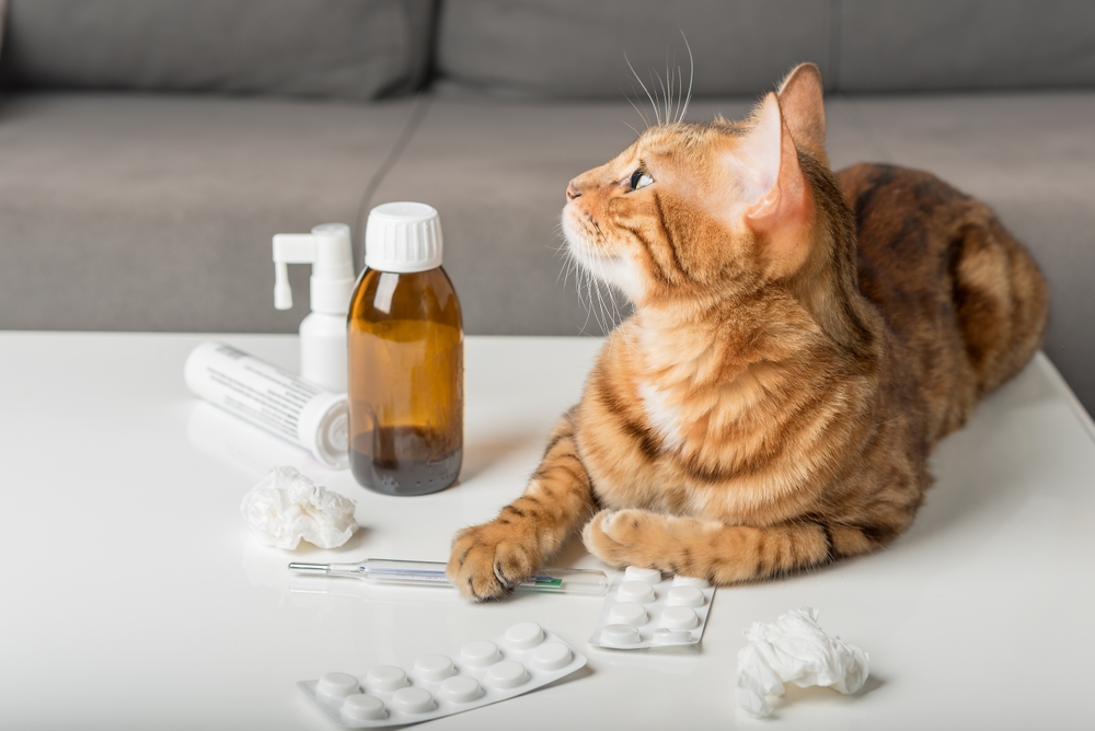 แมวบ้านอยู่บนโต๊ะพร้อมยาแก้หวัด ไวรัส. ยาสำหรับการรักษาที่บ้าน แมวปอดอักเสบ