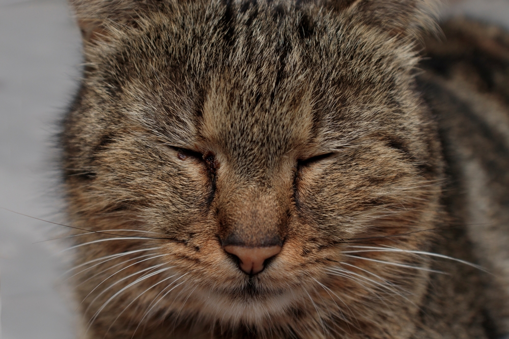 ภาพระยะใกล้ของดวงตาที่เจ็บของแมว แมวที่ติดเชื้อทางตา ดวงตาของแมวปิดลงจากความเจ็บปวด โรคตาแดง ไวรัสเริมหรือภูมิแพ้ในแมว โรคของแมว