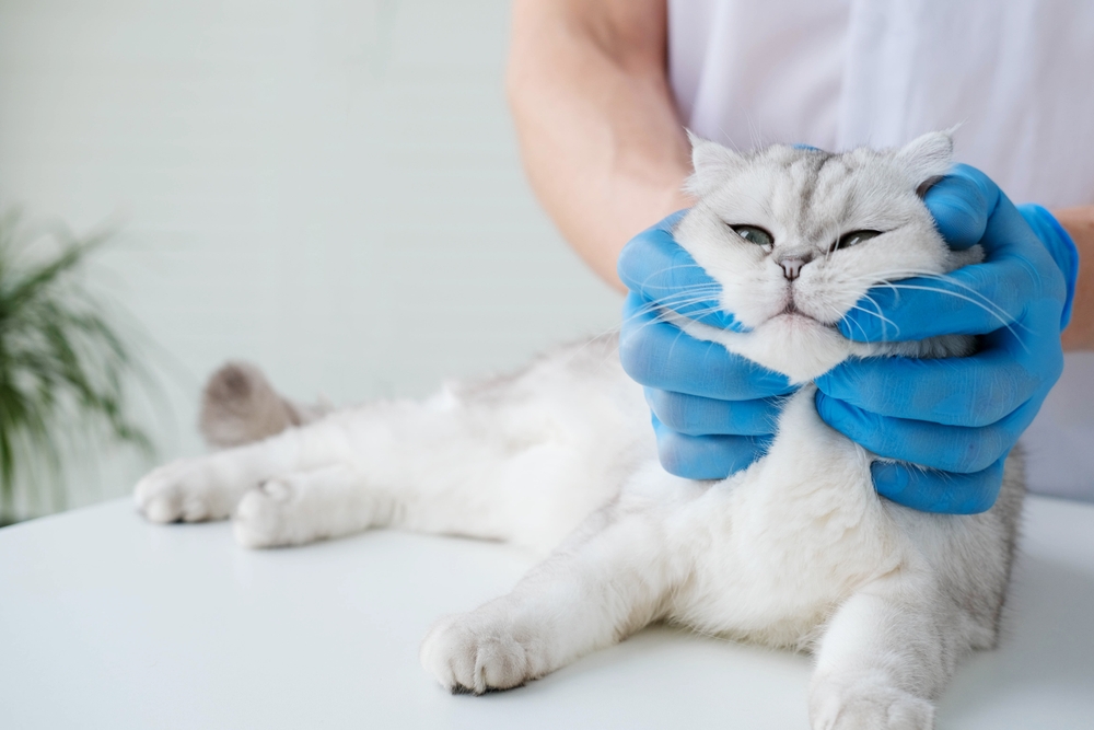 สัตวแพทย์ตรวจแมวสก็อตติชโฟลด์ในคลินิกสัตวแพทย์ โรคมะเร็งต่อมน้ำเหลืองในแมว