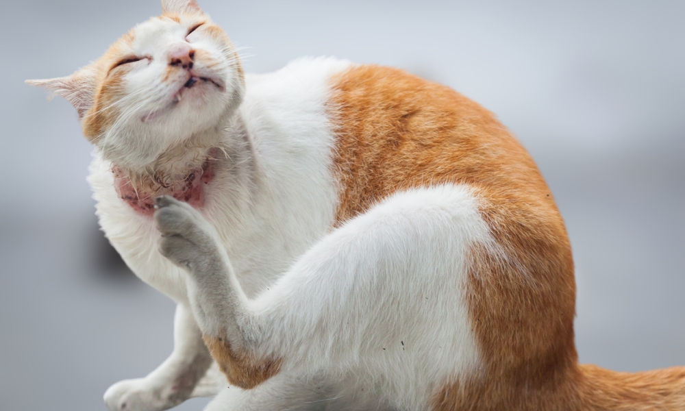 โรคผิวหนังในแมว ปัญหาสัตว์ถูกทิ้ง อาการคันจากเชื้อรา