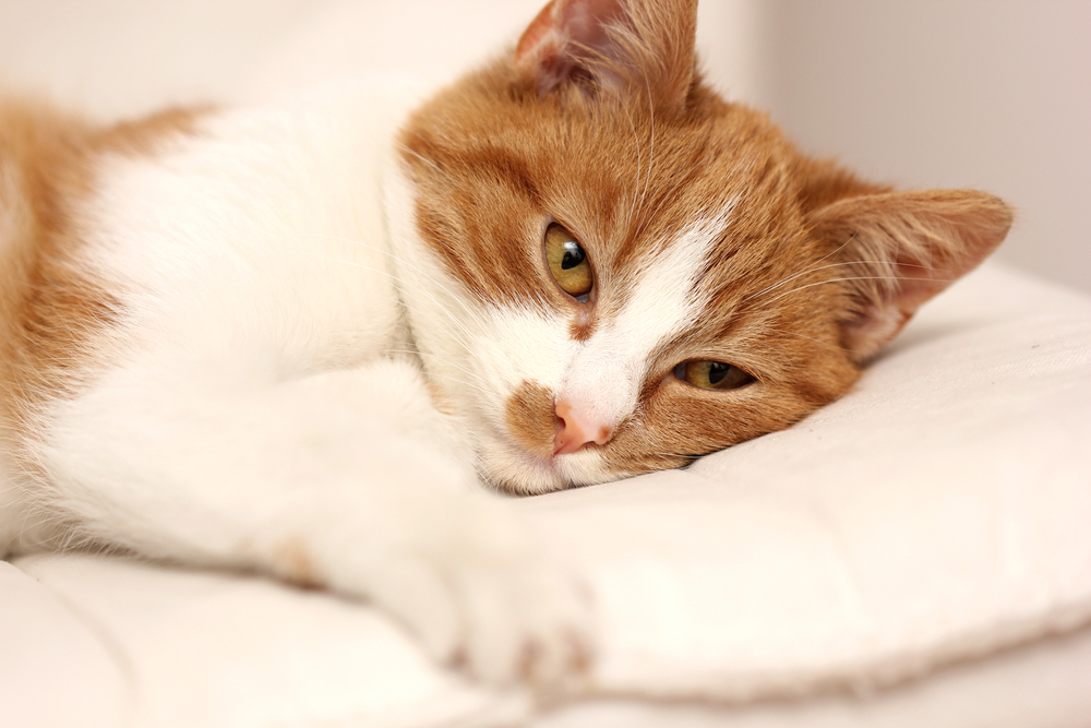 แมวป่วยเหนื่อย โรคมะเร็งต่อมน้ำเหลืองในแมว
