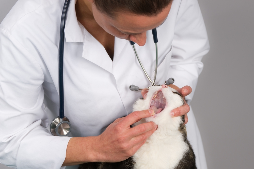 สัตวแพทย์ตรวจฟันและปากของแมว