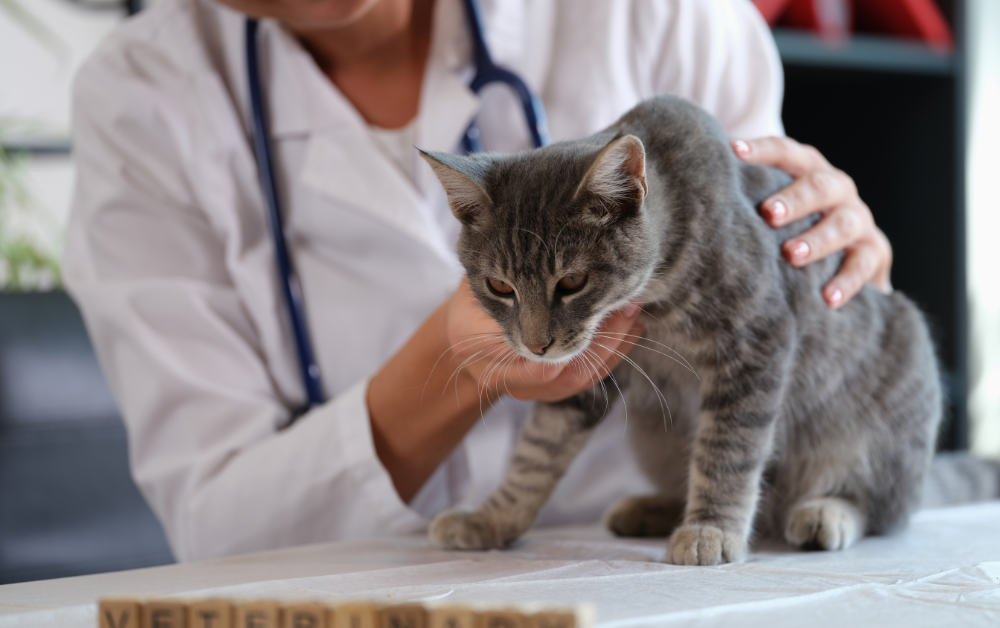 สัตวแพทย์วินิจฉัย โรคหัวใจในแมว ได้อย่างไร?