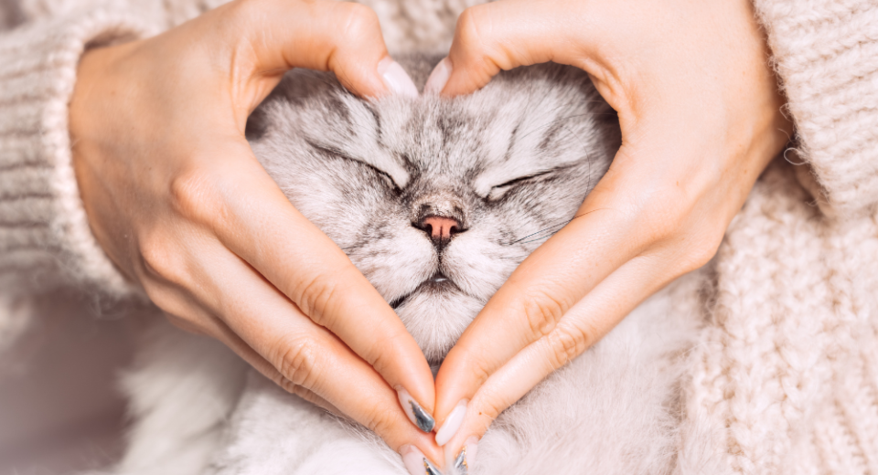 Heart Disease in Cats: Causes, Symptoms, & Treatment