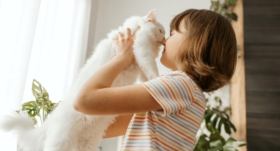 เด็กสาววัยรุ่นเล่นกับลูกแมวขนปุยสีขาวอันเป็นที่รักของเธอ เด็กจูบแมว รักและดูแลสัตว์เลี้ยง