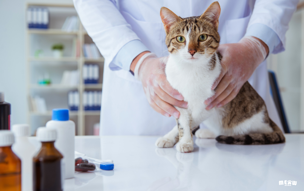 การทดสอบในห้องปฏิบัติการใดบ้าง ที่ใช้เพื่อยืนยัน โรคต่อมไทรอยด์ในแมว