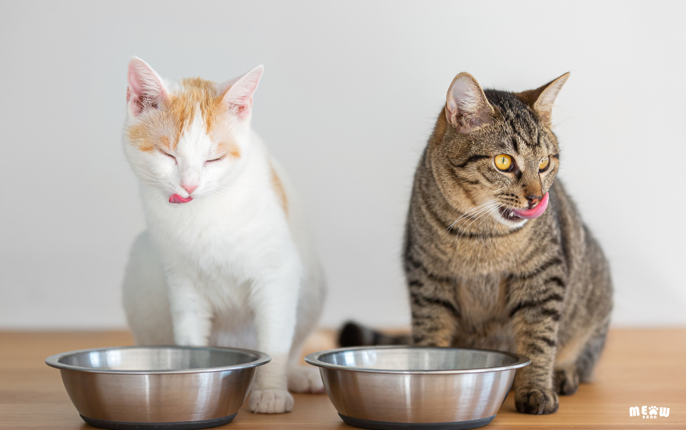 แมวที่มีภาวะต่อมไทรอยด์ทำงานเกินจำเป็นต้องได้รับอาหารพิเศษ หรือไม่?