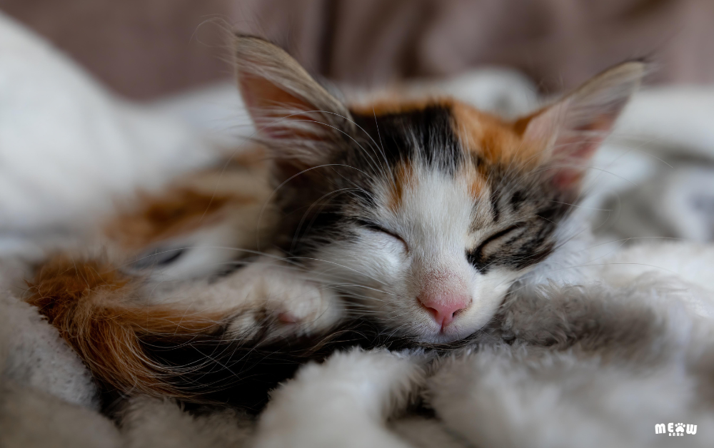 แมวอายุน้อยสามารถเป็น โรคต่อมไทรอยด์ในแมว ได้หรือไม่?