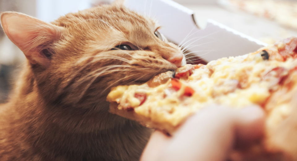 แมวกินอะไรได้บ้าง ? 15 อาหารที่ไม่ควรให้แมวกิน