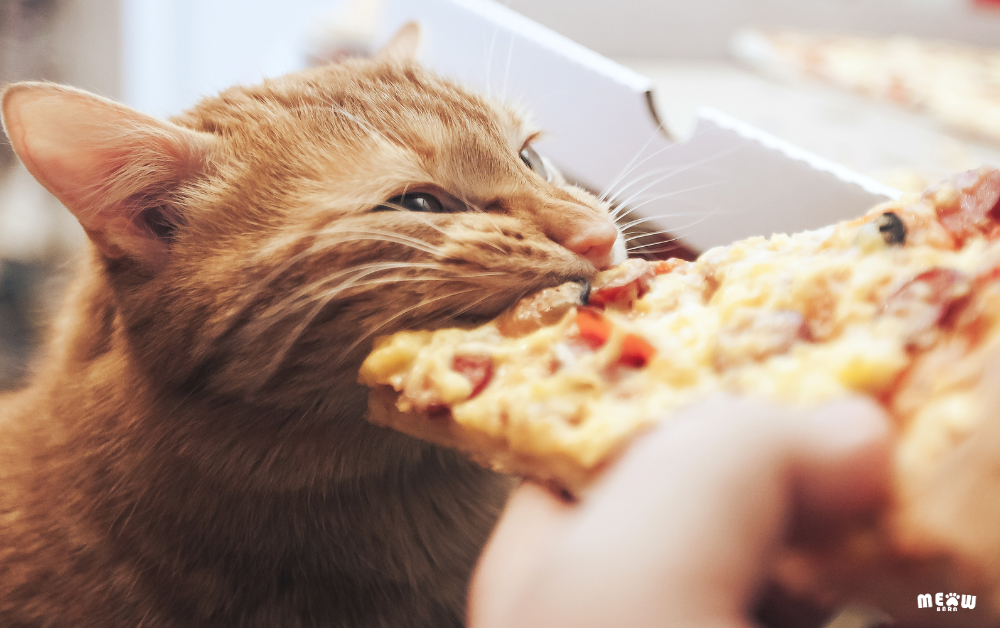 แมวกินอะไรได้บ้าง ? 15 อาหารที่ไม่ควรให้แมวกิน