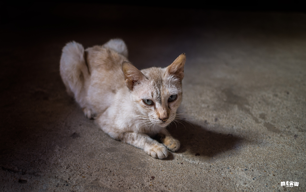 เมื่อตรวจร่างกายแมวที่มี โรคต่อมไทรอยด์ในแมว สัตวแพทย์จะพบอะไรบ้าง?