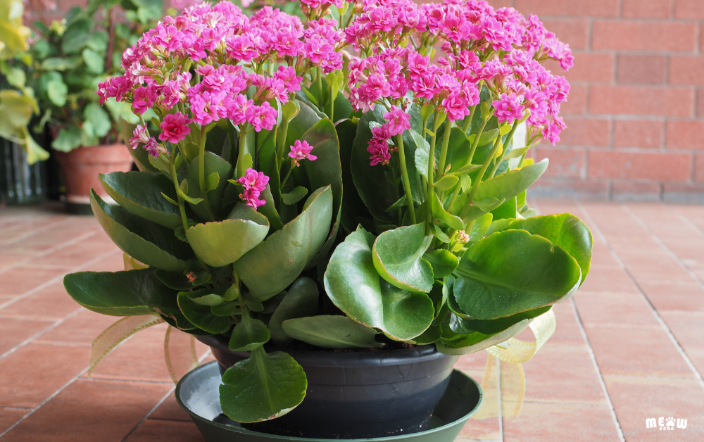 กุหลาบหิน (Kalanchoe) ต้นไม้ที่เป็นพิษกับแมว