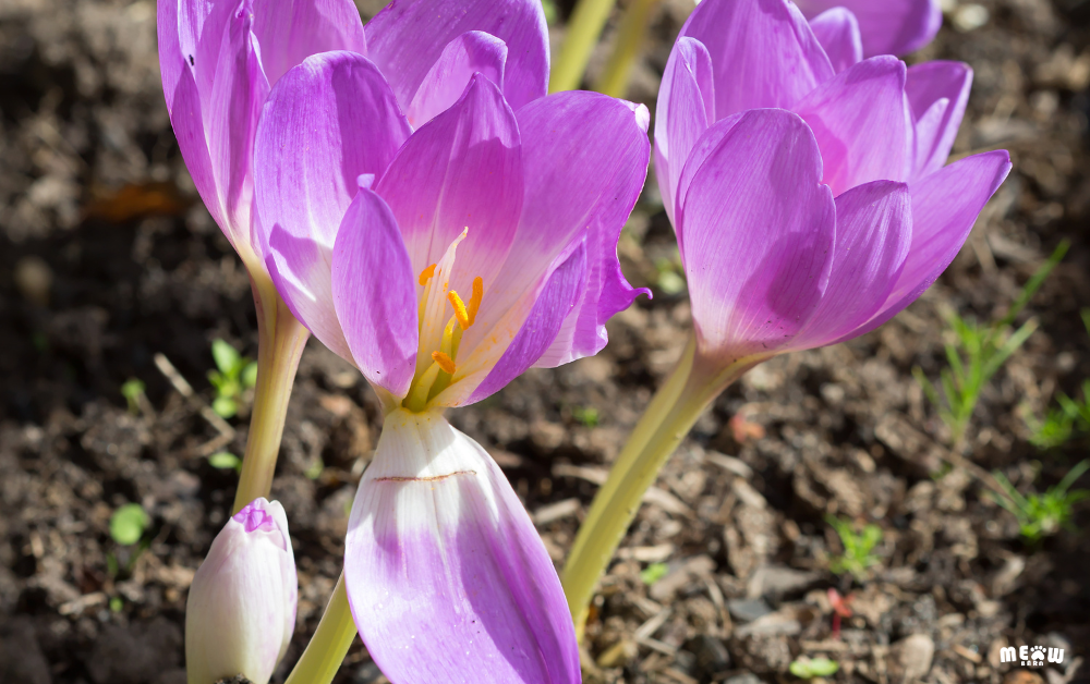 เมโดว์แซฟฟรอน (Autumn Crocus) ต้นไม้ที่เป็นพิษกับแมว