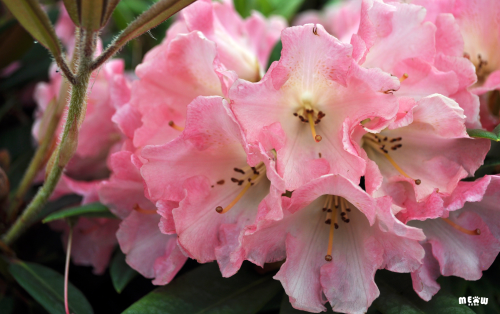 อาซาเลียและโรโดเดนดรอน (Azaleas and Rhododendrons) ต้นไม้ที่เป็นพิษกับแมว