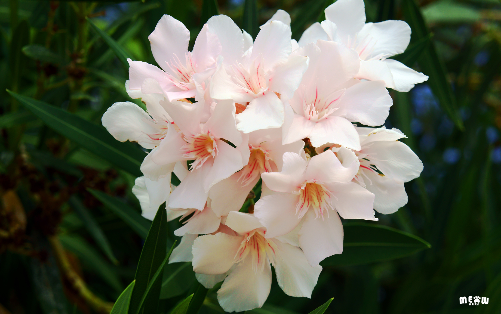 ยี่โถ (Oleander) ต้นไม้ที่เป็นพิษกับแมว