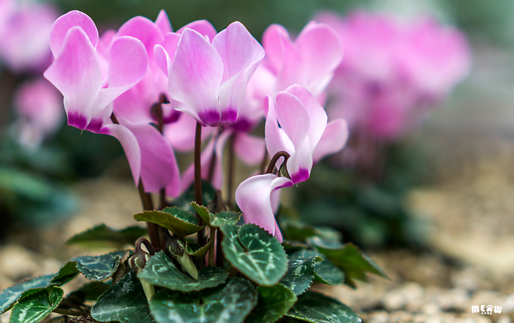 ไซคลาเมน (Cyclamen) ต้นไม้ที่เป็นพิษกับแมว